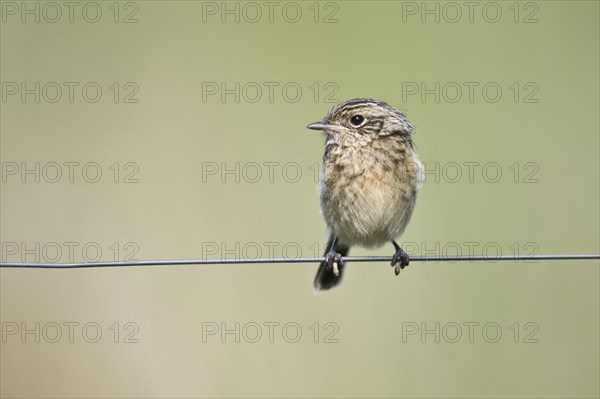 Young european stonechat