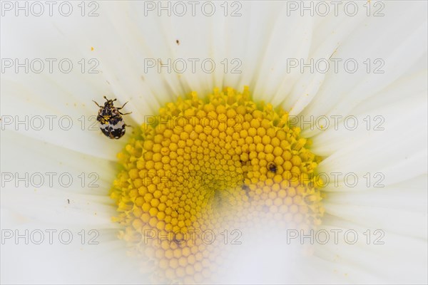 Beaver flower beetle