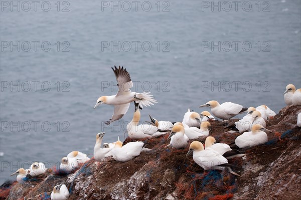 Northern gannet