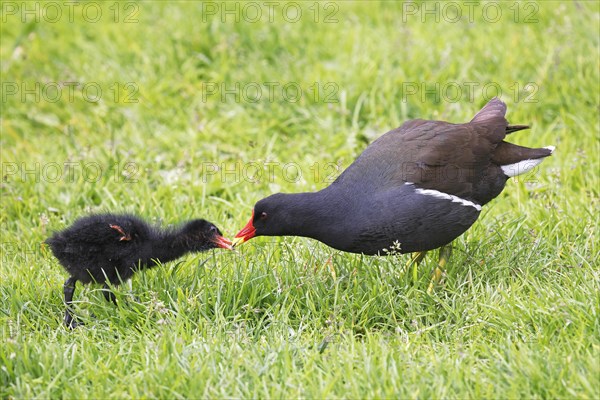 Common moorhen