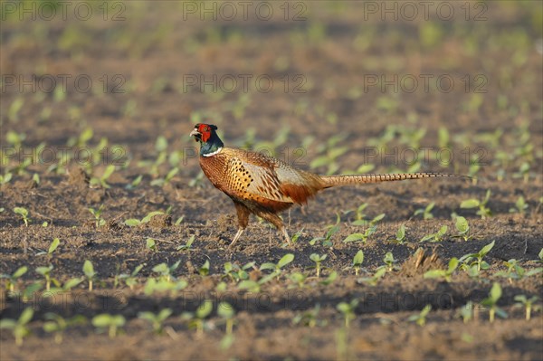 Pheasant