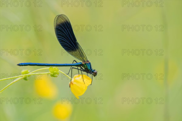 Banded demoiselle