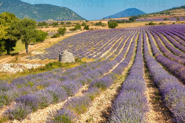 Borie on lavender field
