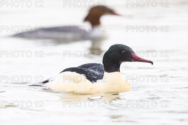 Common merganser