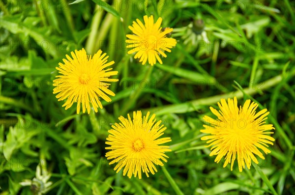 Four flowers of flowering common dandelion