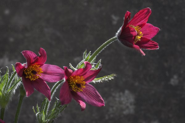 Pasque flower