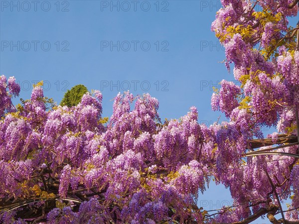 Pink Wisteria flowers
