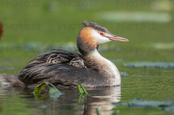 Great Crested Grebe