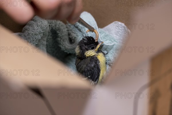 Young great tit is fed mealworm because bird parent has left nest