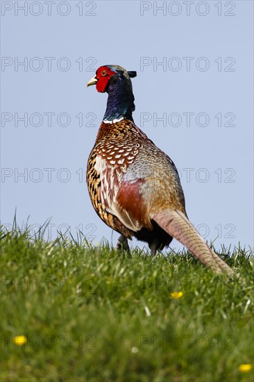 Pheasant