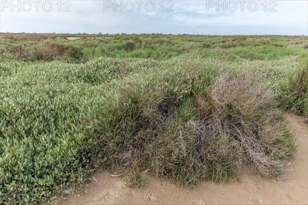 Typical landscape in a lagoon of the Rhone delta in the Camargue. Saintes Maries de la Mer