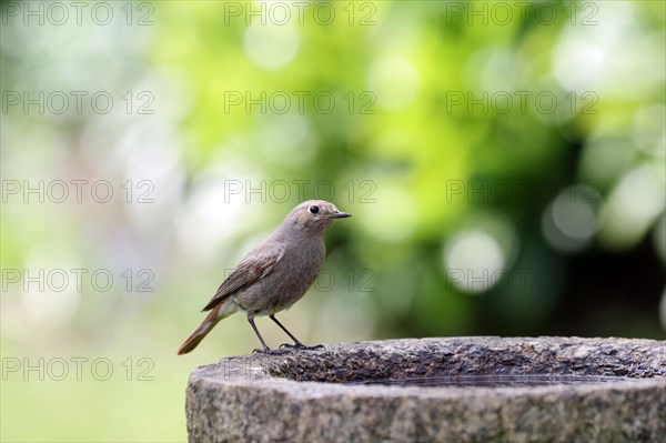 Black redstart