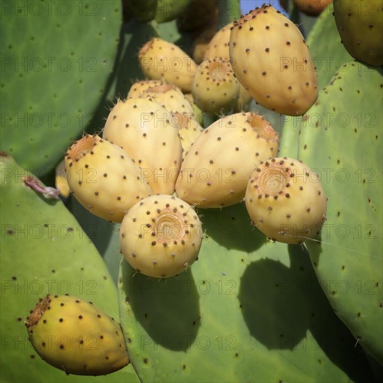 Wild growing prickly pear along a road
