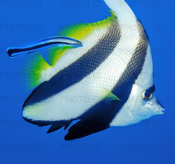 Close-up of symbiotic behaviour Symbiosis of common bannerfish