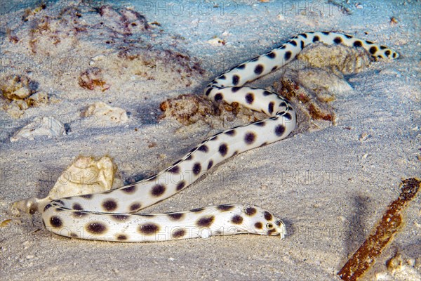 Spotted snake eel