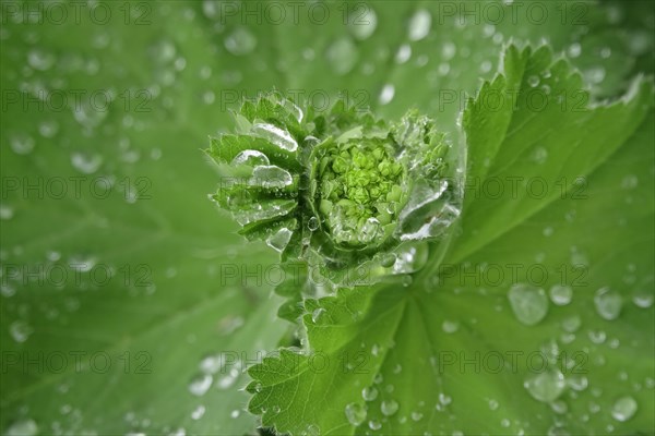 Lady's mantle with water drop