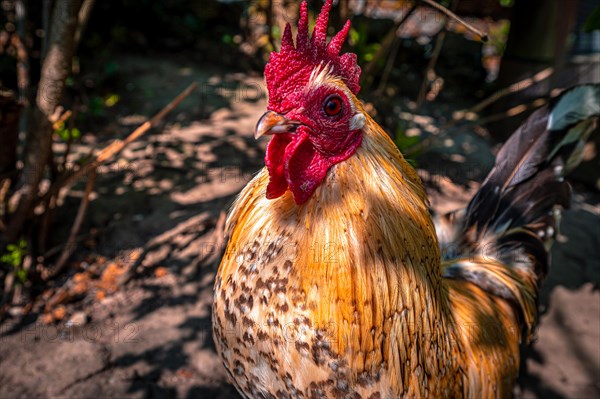 Portrait of a Brahma cock