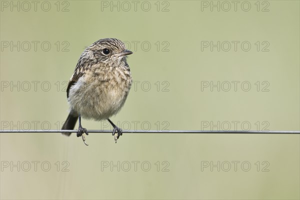 Young european stonechat