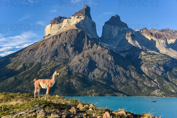 Guanaco