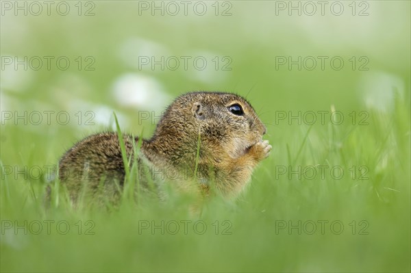 Gopher