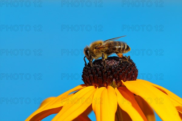 European honey bee