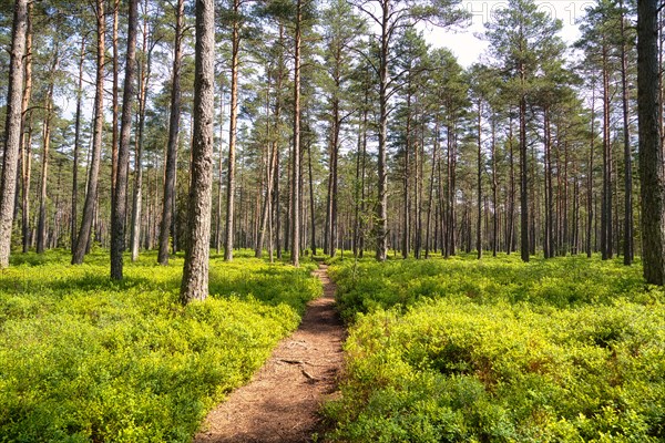 Trees in Store Mosse National Park