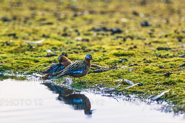 Pair of Red-necked phalarope