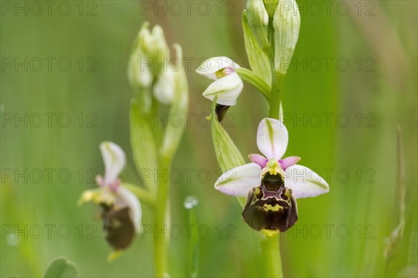 Flower of the late spider-orchid