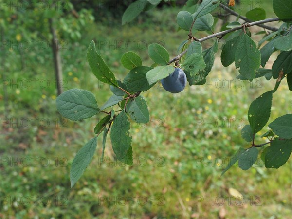 Prune fruit food