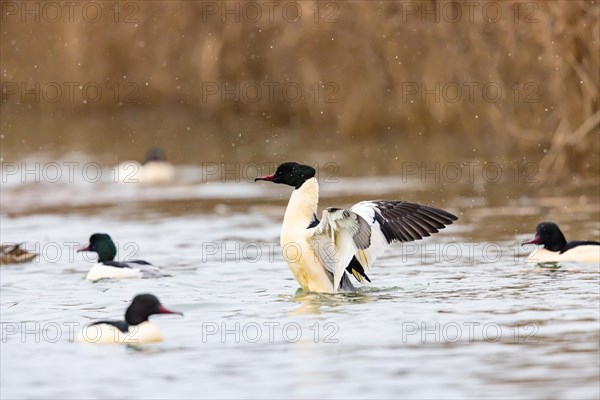 Common merganser