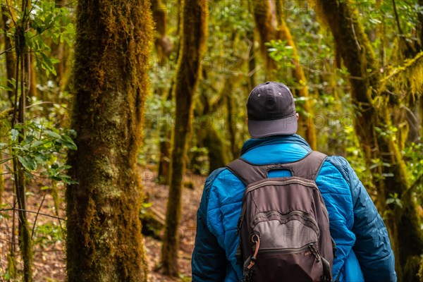 Man on the Garajonay trail of the Parque Natural del Bosque in La Gomera