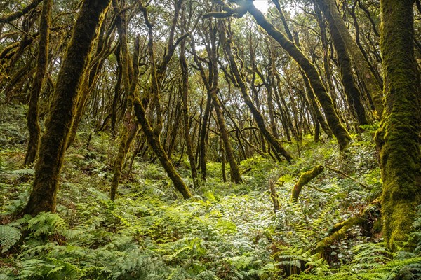 Ferns next to the mossy trees of the humid forest of Garajonay in La Gomera