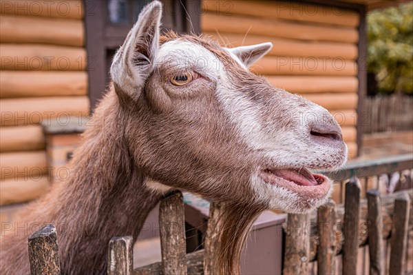 Thuringian Forest Goat