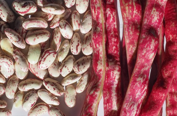 Crimson beans legumes vegetables food