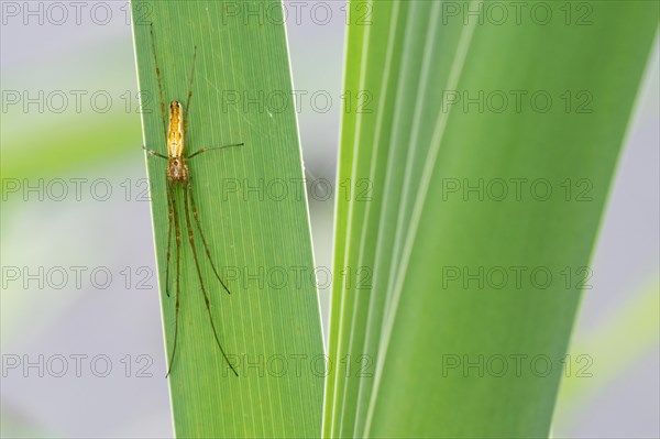 Common stretch-spider