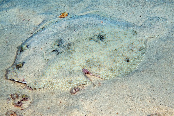 Tropical flounder