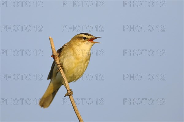 Sedge warbler