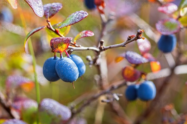 Close-up of blueberry