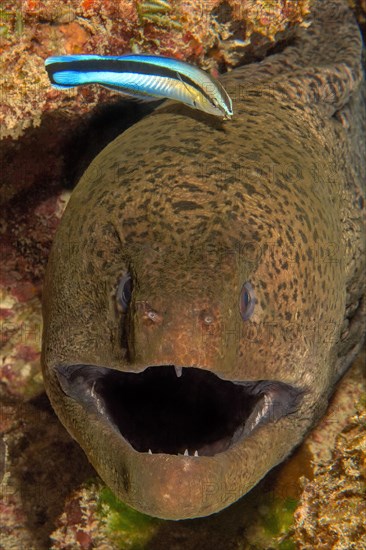 Symbiotic behaviour Symbiosis of giant moray