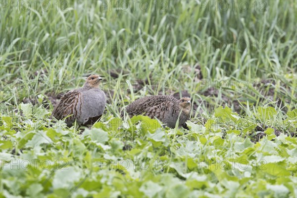 Gray partridges