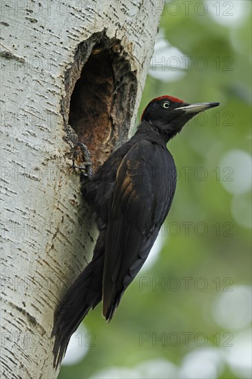 Black woodpecker