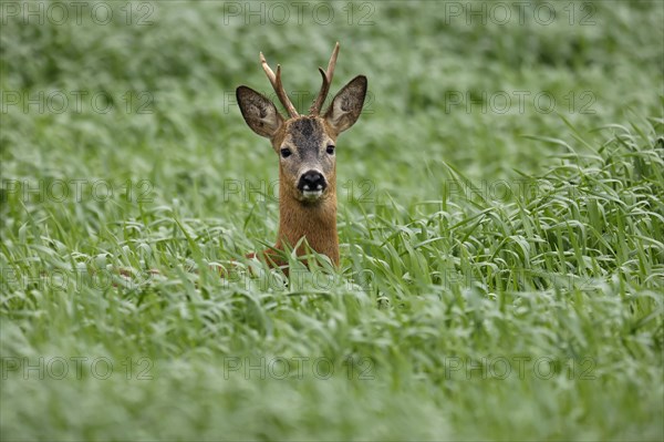 European roe deer