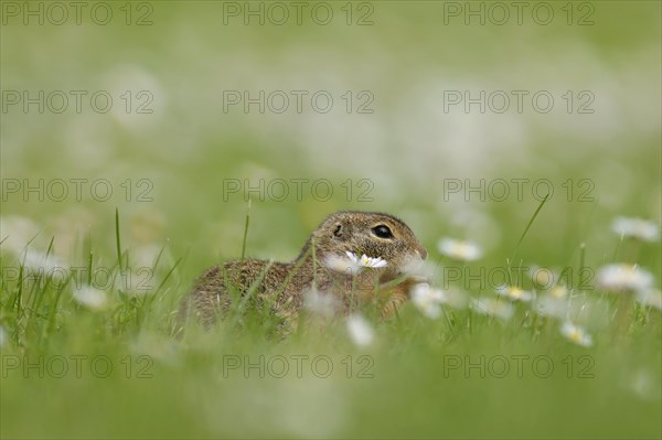 Gopher