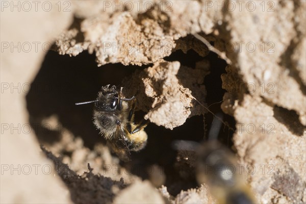 Common narrow bee