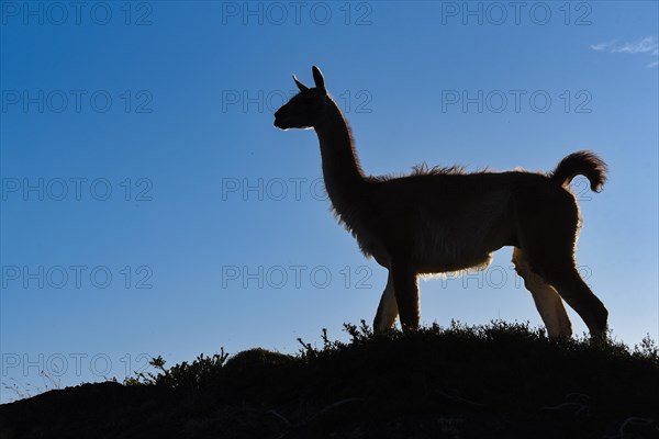 Guanaco