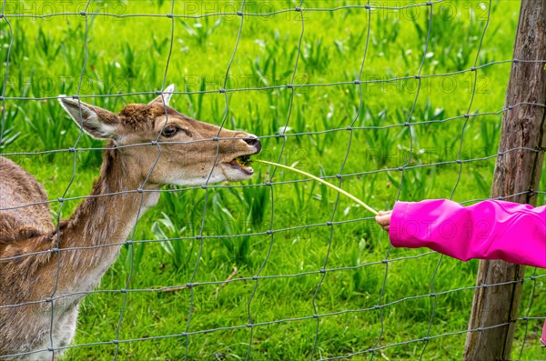 A female specimen of red deer is fed dandelions by a child's hand through a chain-link fence