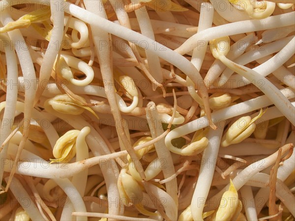 Mung bean sprouts vegetables