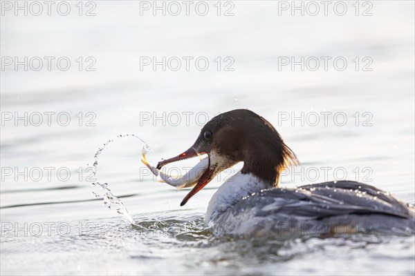 Common merganser