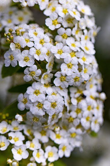 Flowers of the garland spirea