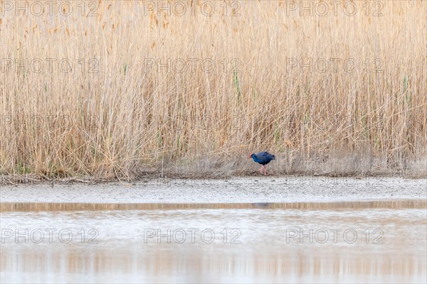 Western Swamphen